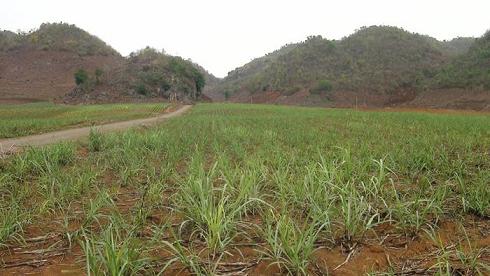 Nguồn nguyên liệu