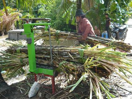 Thu hoạch mía