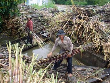 Thu hoạch mía