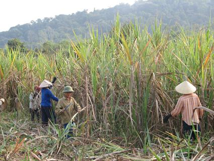Thu hoạch Mía