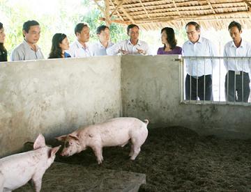 Nuôi lợn trên đệm lót bã mía