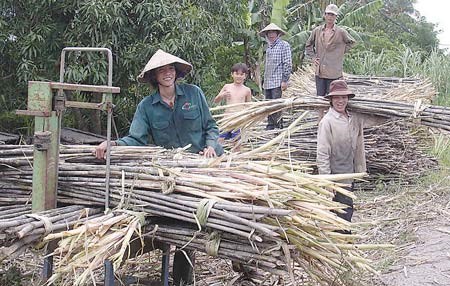 Nông dân thu hoạch mía