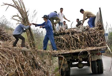 Thu hoạch mía