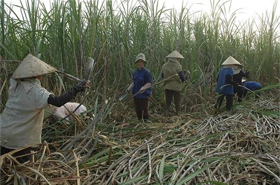 Không thiếu đường cho sản xuất
