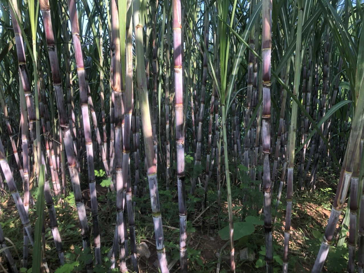 Sản xuất mía nguyên liệu