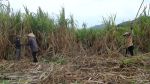 Hình ảnh vùng nguyên liệu của Công ty