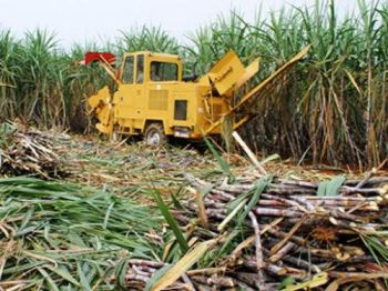 Mía đường Lam Sơn: gần 3 tháng chỉ đạt khoảng 10% kế hoạch