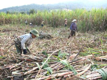 Ngành mía đường Việt Nam thua Lào, Campuchia?