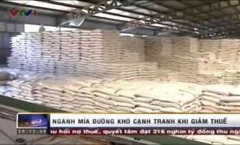 Ngành Mía đường khó cạnh tranh khi giảm thuế (Thời sự VTV 19h00 ngày 12/9/2013)