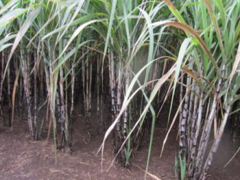 Thâm canh tổng hợp cây mía giúp tăng năng suất chế biến đường công nghiệp
