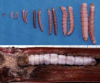 Sâu đục thân mía mình tím